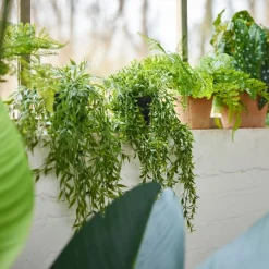 Hangplant Boxwood Groen - 50 cm hoog